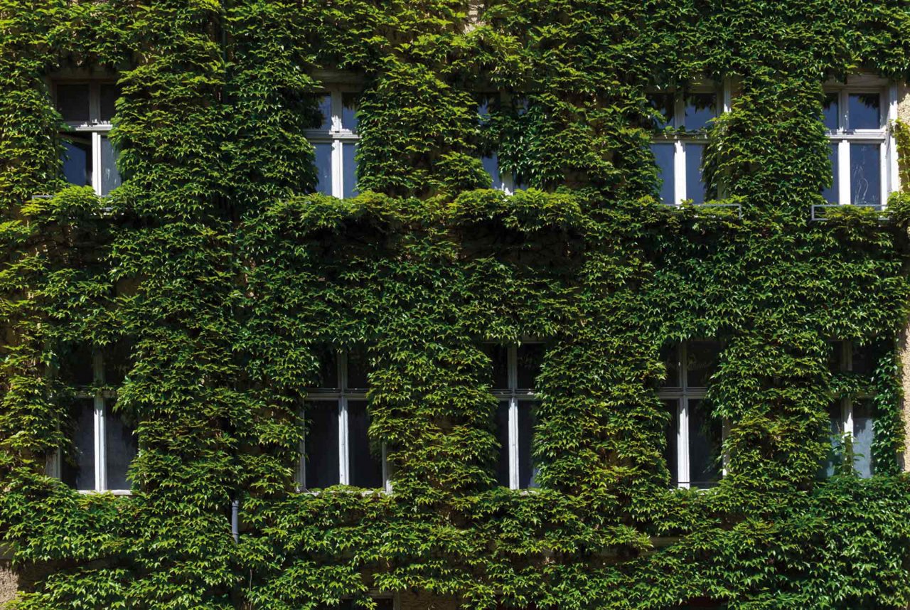 Bygning med vinduer dekket av masse grønne planter.