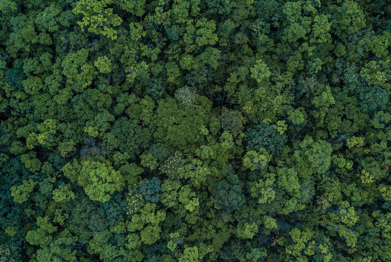 En frodig skog fylt med et mangfold av grønne trær som strekker seg mot himmelen.