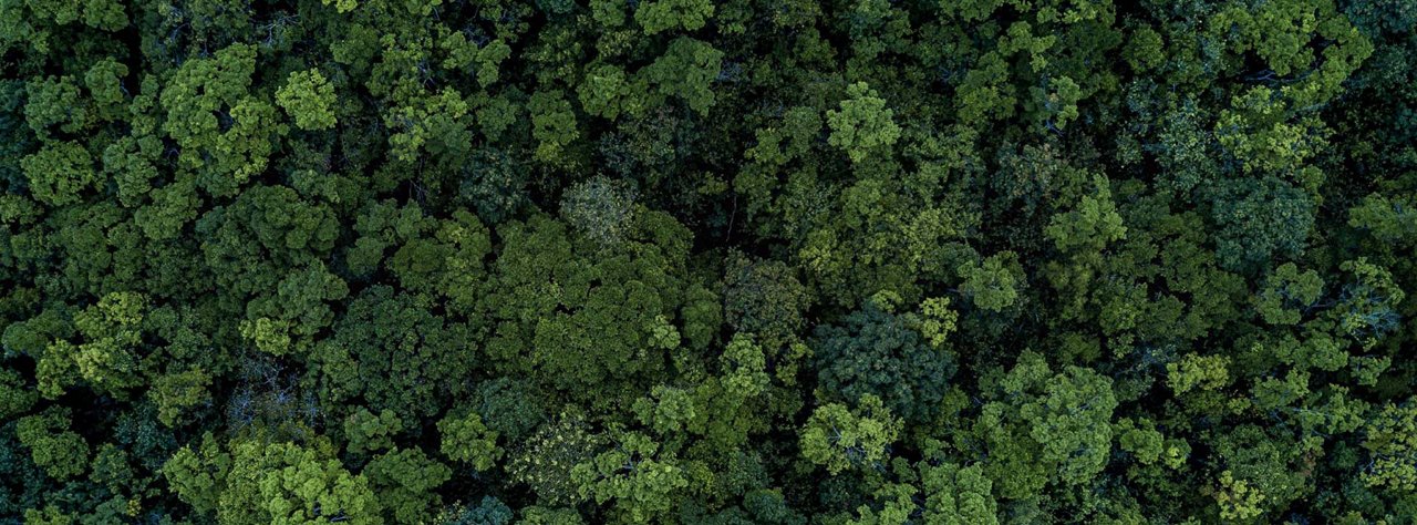 naturbild-wald. von oben gesehen